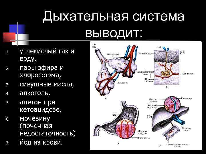 Эволюция системы органов дыхания и выделительной системы презентация