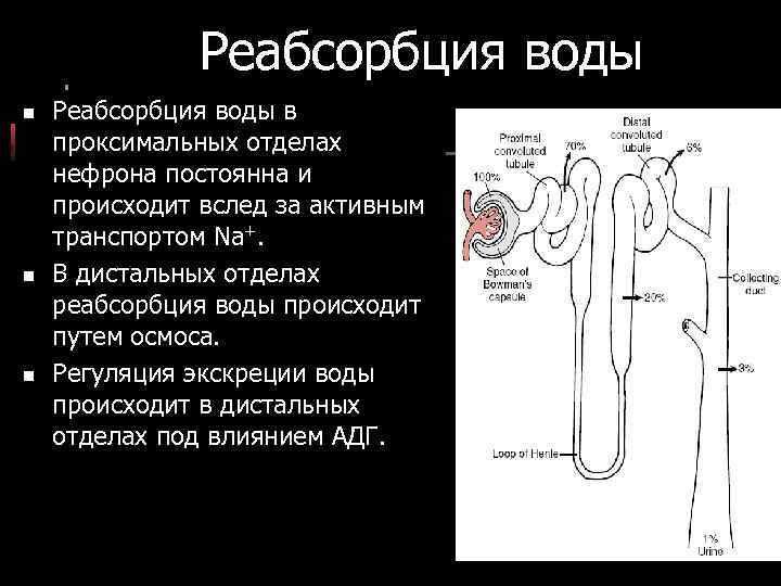 Реабсорбция воды n n n Реабсорбция воды в проксимальных отделах нефрона постоянна и происходит