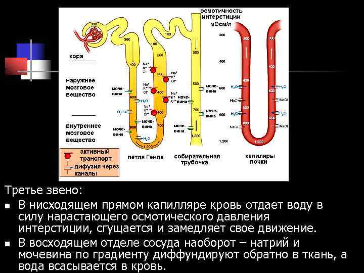 Третье звено: n В нисходящем прямом капилляре кровь отдает воду в силу нарастающего осмотического