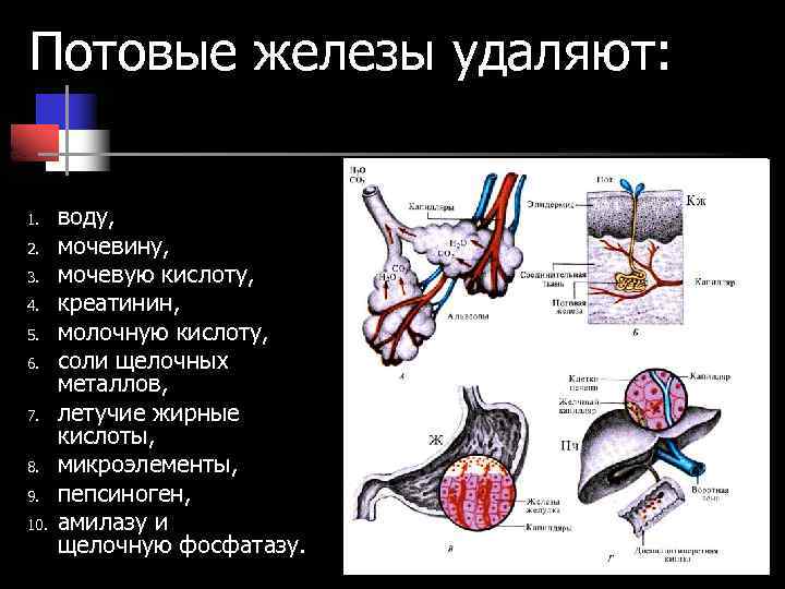 Потовые железы удаляют: 1. 2. 3. 4. 5. 6. 7. 8. 9. 10. воду,
