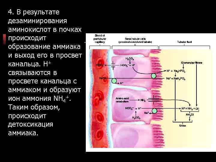 4. В результате дезаминирования аминокислот в почках происходит образование аммиака и выход его в