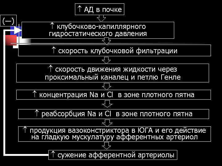  АД в почке (—) клубочково-капиллярного гидростатического давления скорость клубочковой фильтрации скорость движения жидкости