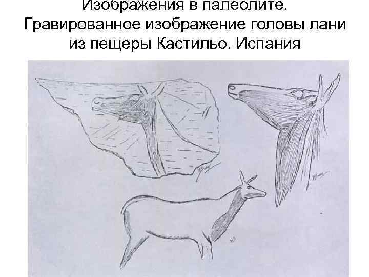 Изображения в палеолите. Гравированное изображение головы лани из пещеры Кастильо. Испания 