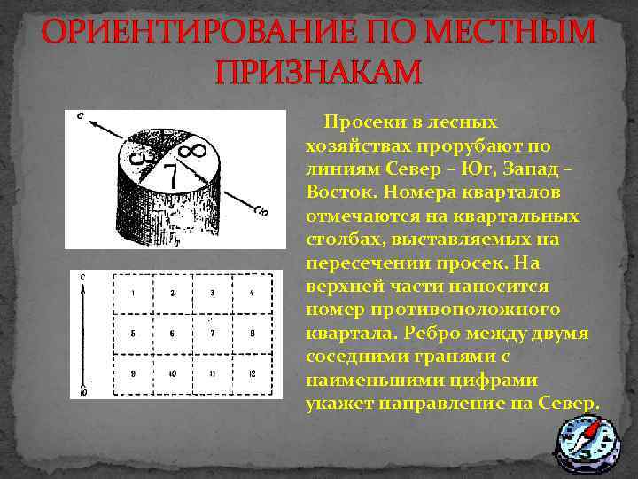 ОРИЕНТИРОВАНИЕ ПО МЕСТНЫМ ПРИЗНАКАМ Просеки в лесных хозяйствах прорубают по линиям Север – Юг,