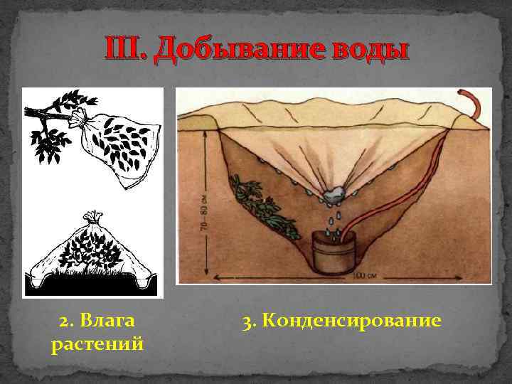 III. Добывание воды 2. Влага растений 3. Конденсирование 