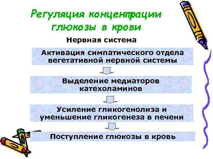 Регуляция концентрации глюкозы в крови Нервная система Активация симпатического отдела вегетативной нервной системы Выделение