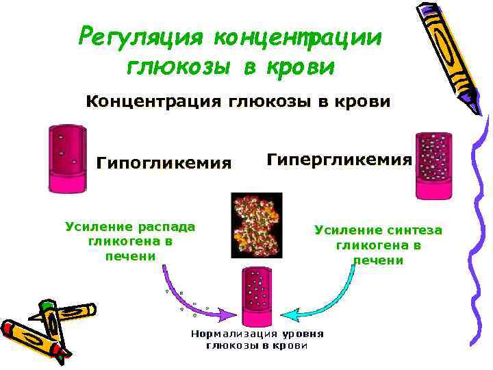 Регуляция концентрации глюкозы в крови Концентрация глюкозы в крови Гипогликемия Усиление распада гликогена в