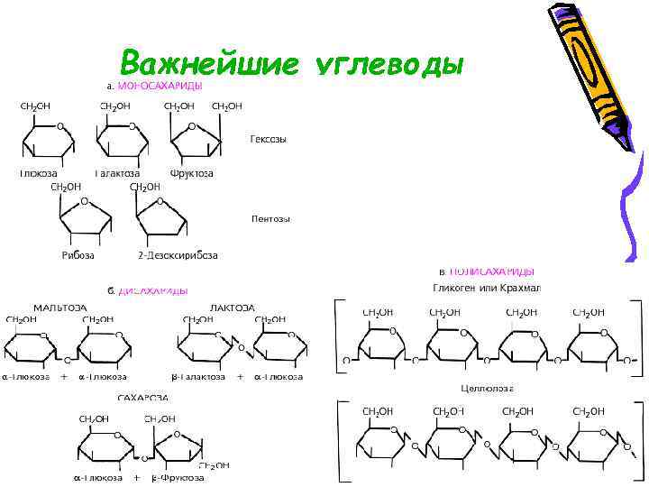 Важнейшие углеводы 