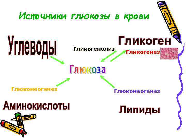 Источники глюкозы. Источники Глюкозы в крови. Нарушения обмена Глюкозы. Укажите источники Глюкозы крови. Источники Глюкозы в крови и пути ее потребления.