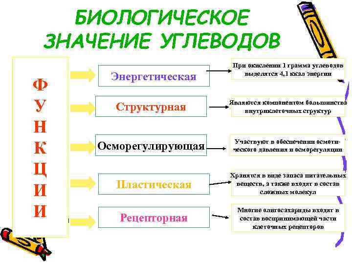 Роль углеводов в химии. Биологическое значение углеводов.