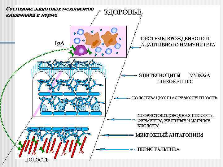 Состояние защитных механизмов кишечника в норме Ig. A ЗДОРОВЬЕ СИСТЕМЫ ВРОЖДЕННОГО И АДАПТИВНОГО ИММУНИТЕТА