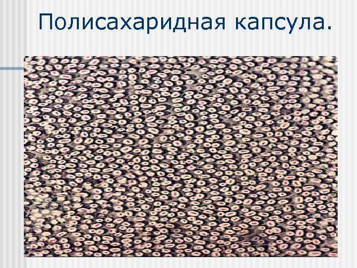 Полисахаридная капсула. 