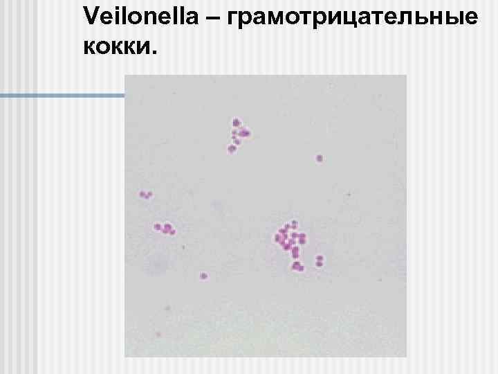 Veilonella – грамотрицательные кокки. 