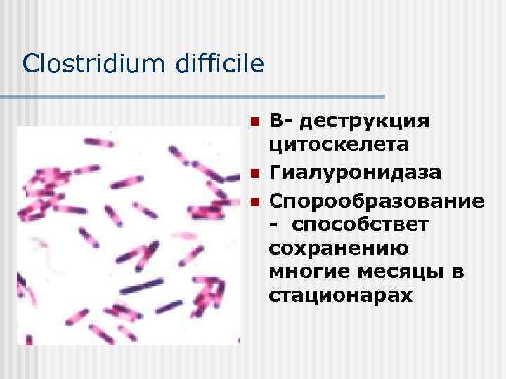 Clostridium difficile n n n В- деструкция цитоскелета Гиалуронидаза Спорообразование - способствет сохранению многие