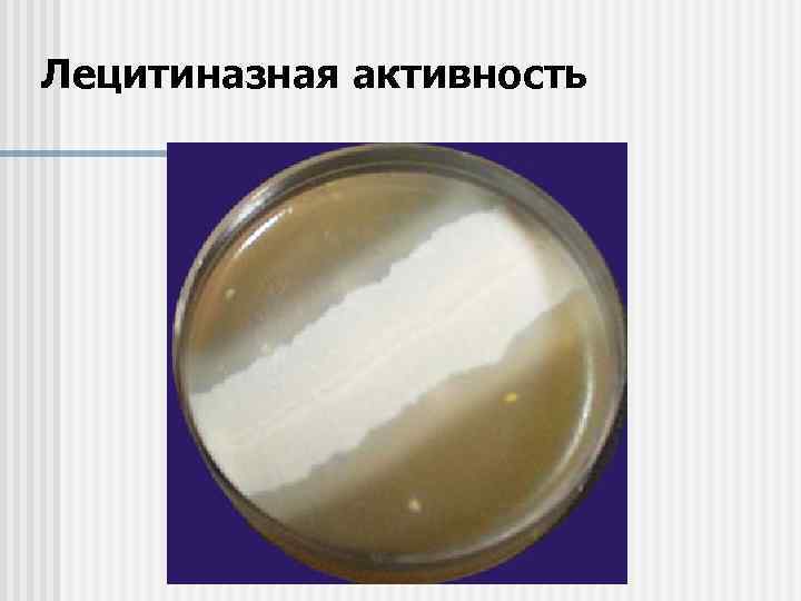Лецитиназная активность 