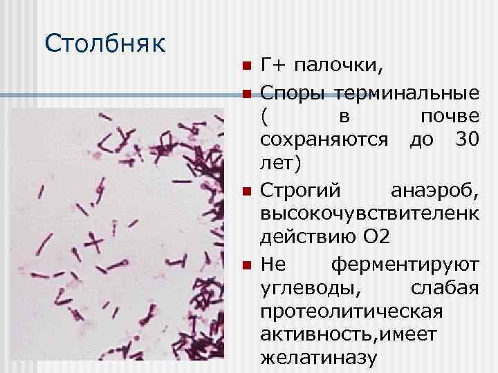 Столбняк n n Г+ палочки, Споры терминальные ( в почве сохраняются до 30 лет)