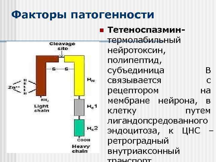 Факторы патогенности n Тетеноспазминтермолабильный нейротоксин, полипептид, субъединица В связывается с рецептором на мембране нейрона,