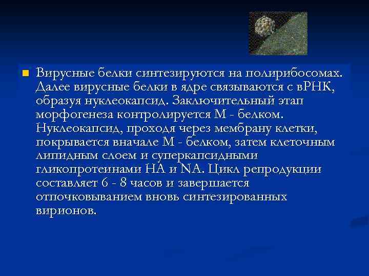 n Вирусные белки синтезируются на полирибосомах. Далее вирусные белки в ядре связываются с в.