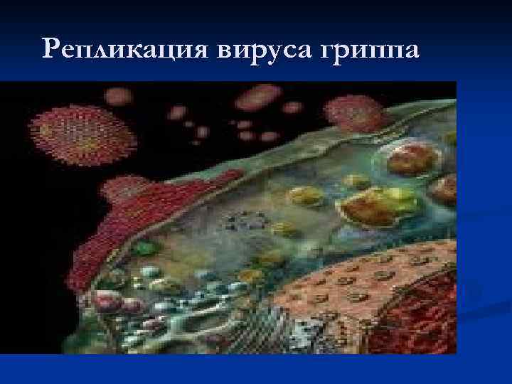 Репликация вируса гриппа 