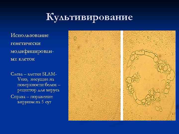 Культивирование Использование генетически модифицированых клеток Слева – клетки SLAMVero, несущие на поверхности белок –