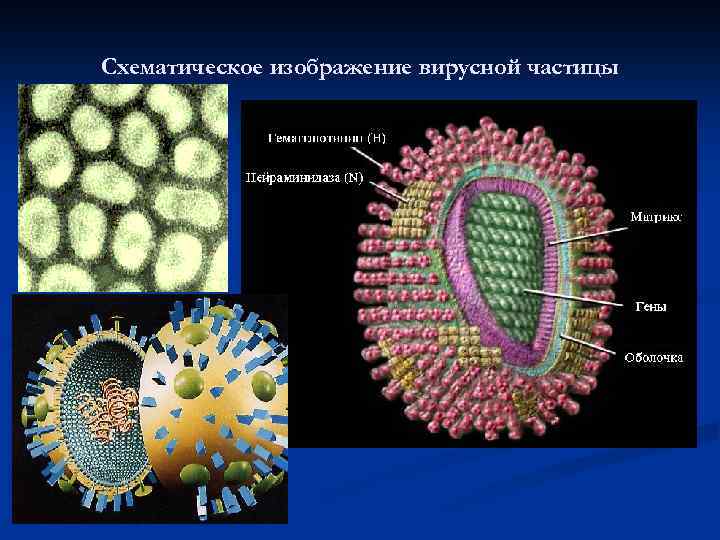 Вирусную частицу называют