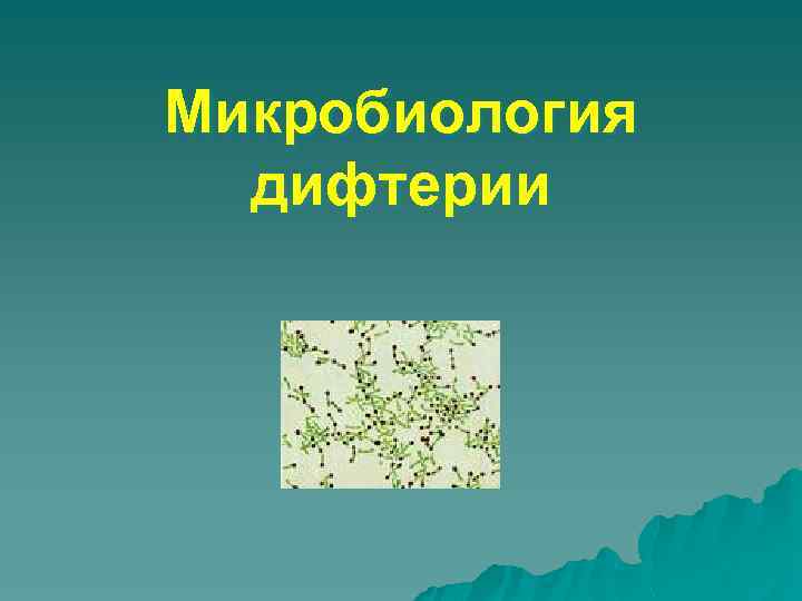 Микробиология дифтерии 