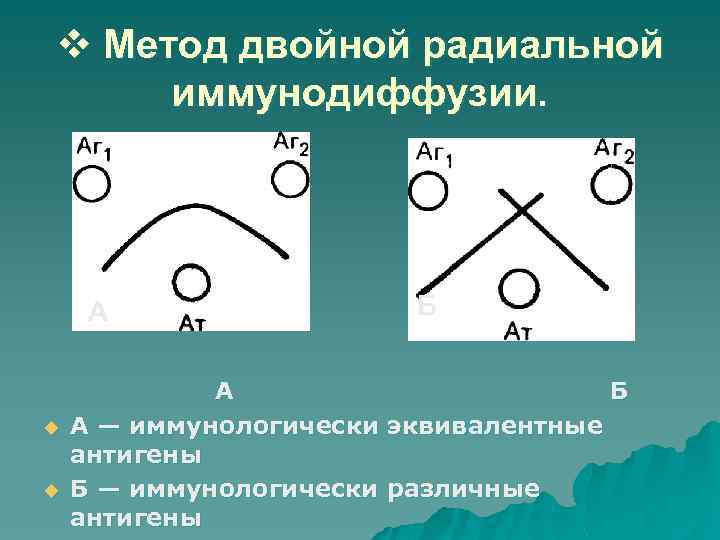 v Метод двойной радиальной иммунодиффузии. А u u Б А — иммунологически эквивалентные антигены