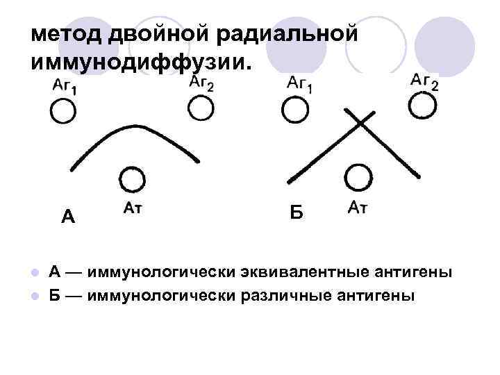 метод двойной радиальной иммунодиффузии. А Б А — иммунологически эквивалентные антигены l Б —