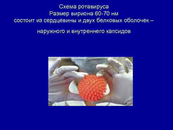 Схема ротавируса Размер вириона 60 -70 нм состоит из сердцевины и двух белковых оболочек