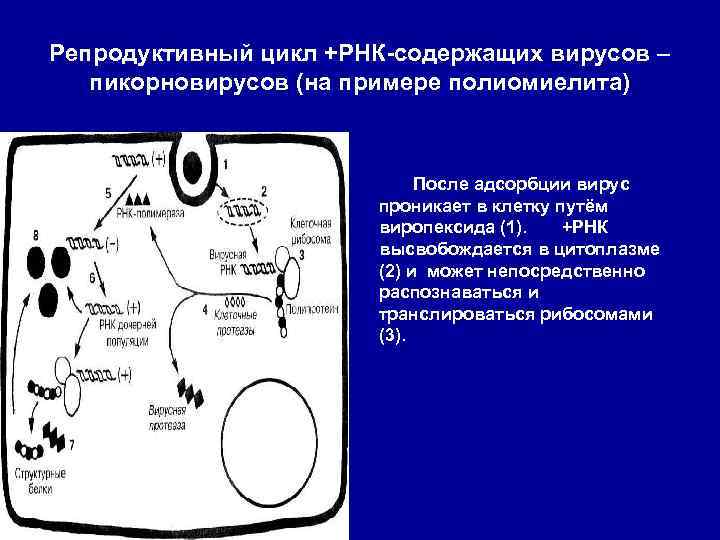Репродуктивный цикл +РНК-содержащих вирусов – пикорновирусов (на примере полиомиелита) После адсорбции вирус проникает в