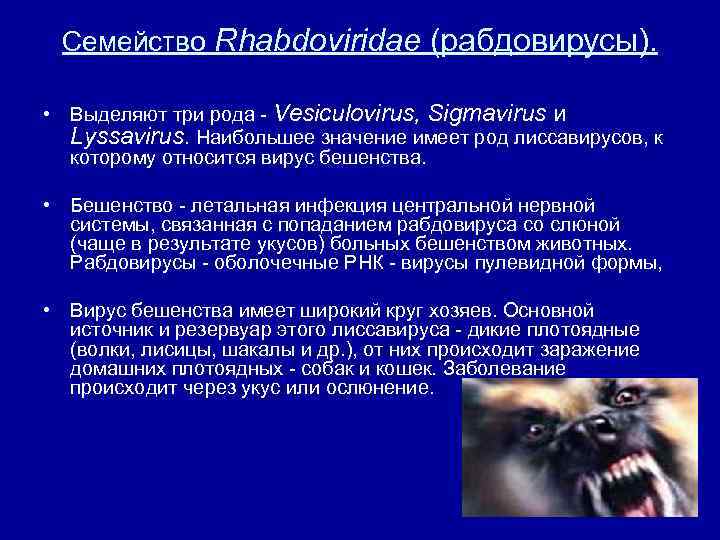 Семейство Rhabdoviridae (рабдовирусы). • Выделяют три рода Vesiculovirus, Sigmavirus и Lyssavirus. Наибольшее значение имеет