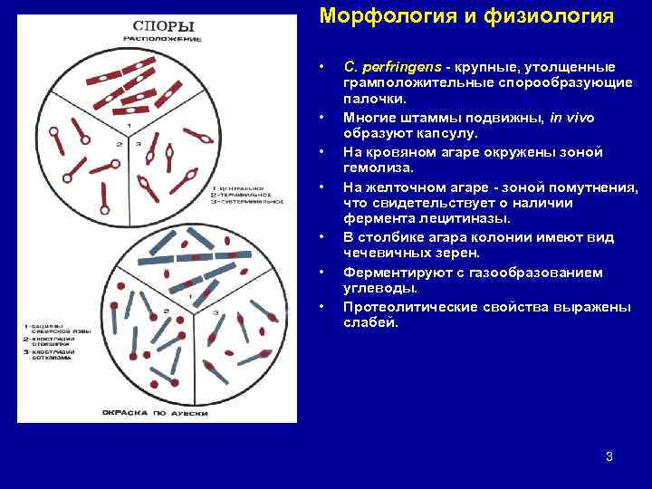 Морфология и физиология • • С. perfringens - крупные, утолщенные грамположительные спорообразующие палочки. Многие