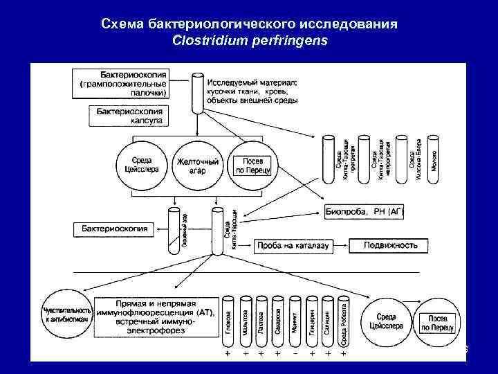 Схема бактериологического исследования Clostridium perfringens 8 
