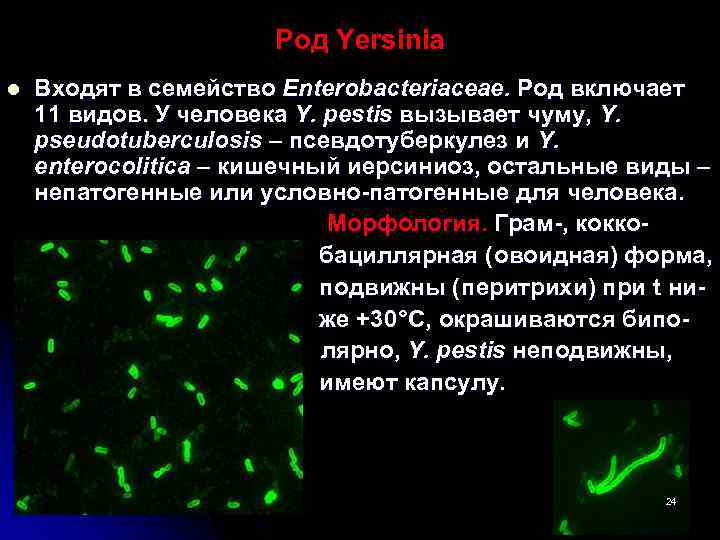 Род Yersinia Входят в семейство Enterobacteriaceae. Род включает 11 видов. У человека Y. pestis