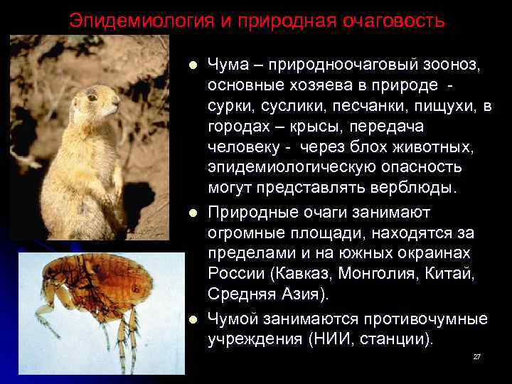 Эпидемиология и природная очаговость l l l Чума – природноочаговый зооноз, основные хозяева в