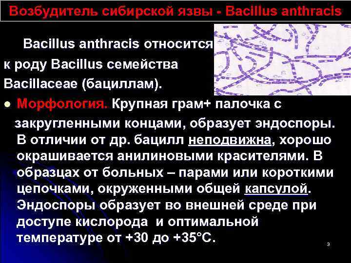 Возбудитель сибирской язвы - Bacillus anthracis относится к роду Bacillus семейства Bacillaceae (бациллам). l