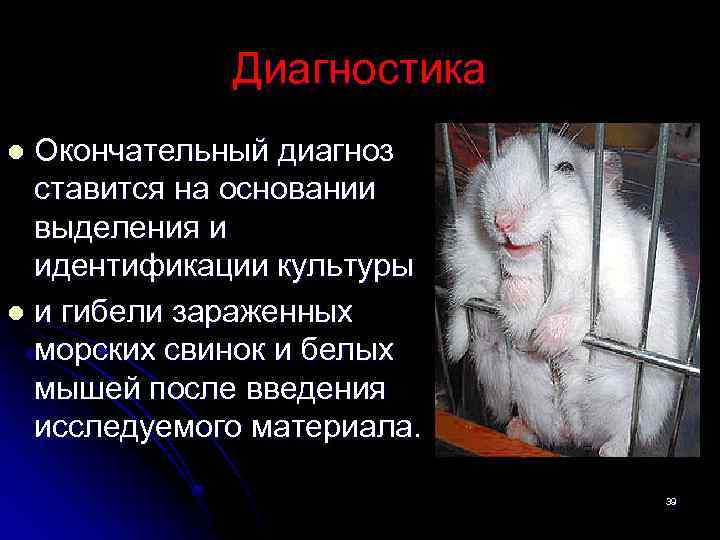 Диагностика Окончательный диагноз ставится на основании выделения и идентификации культуры l и гибели зараженных