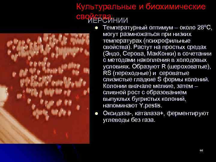 Культуральные и биохимические свойства. ИЕРСИНИИ l l Температурный оптимум – около 28ºС, могут размножаться