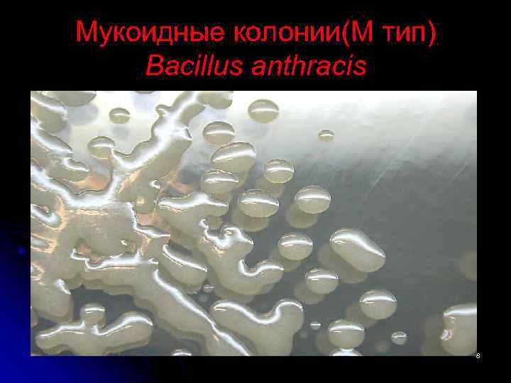 Mукоидные колонии(М тип) Bacillus anthracis 8 