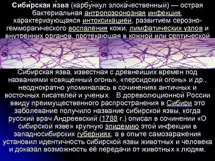 Сиби рская я зва (карбу нкул злока чественный) — острая бактериальная антропозоонозная инфекция, характеризующаяся