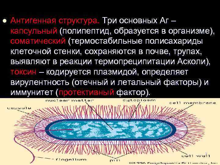  l Антигенная структура. Три основных Аг – капсульный (полипептид, образуется в организме), соматический