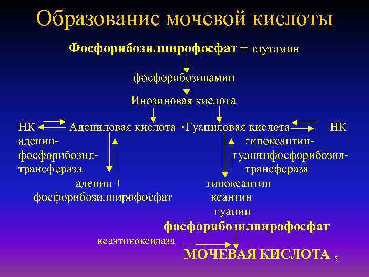 Образование мочевой кислоты 5 