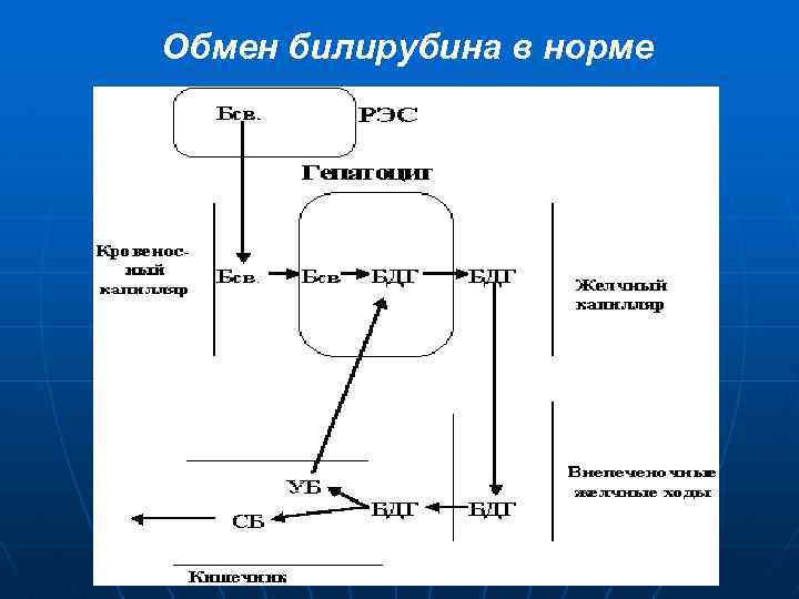 Схема обмена билирубина в норме