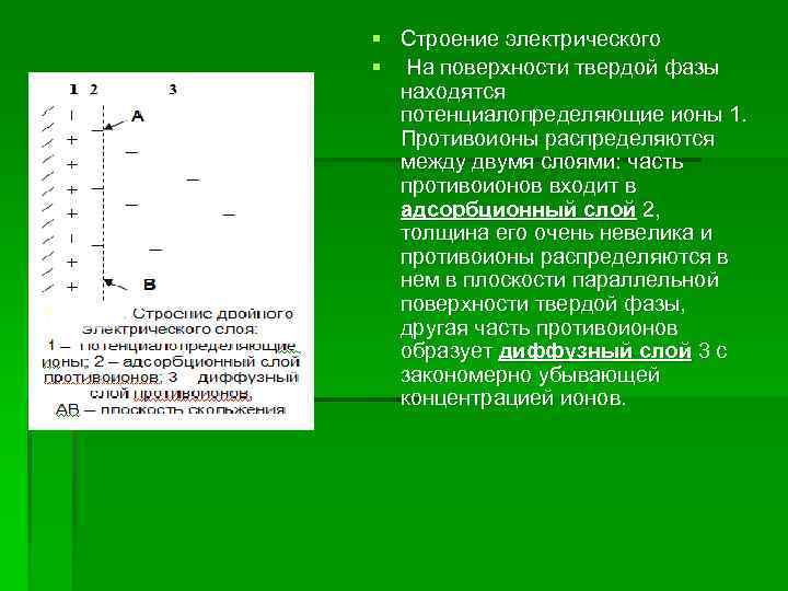 § Строение электрического § На поверхности твердой фазы находятся потенциалопределяющие ионы 1. Противоионы распределяются