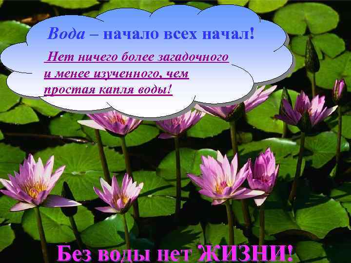 Вода – начало всех начал! Нет ничего более загадочного и менее изученного, чем простая
