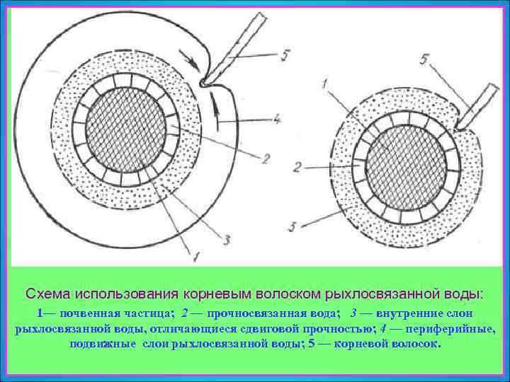 Рис. 13. Схема использования корневым волоском рыхлосвязанной воды: 1— почвенная частица; 2 — прочносвязанная