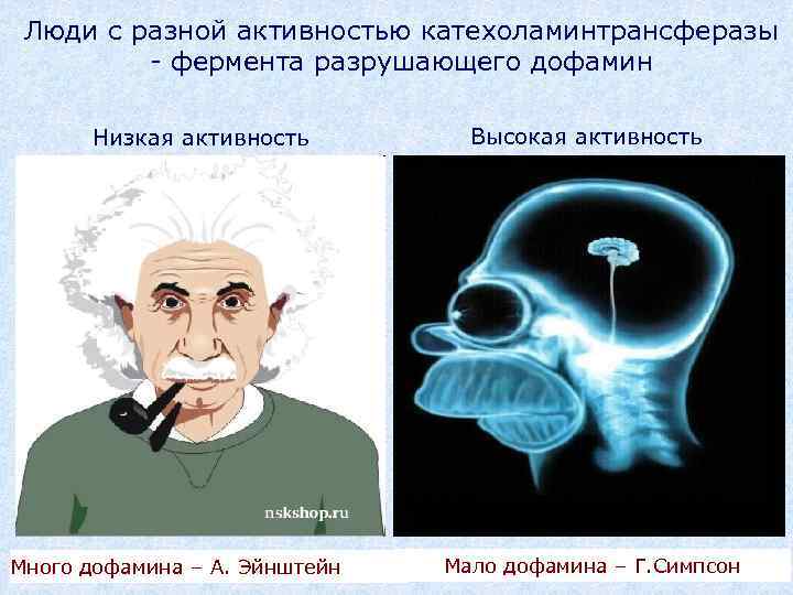 Люди с разной активностью катехоламинтрансферазы - фермента разрушающего дофамин Низкая активность Много дофамина –
