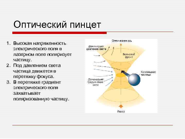 Оптический пинцет 1. Высокая напряженность электрического поля в лазерном поле поляризует частицу. 2. Под