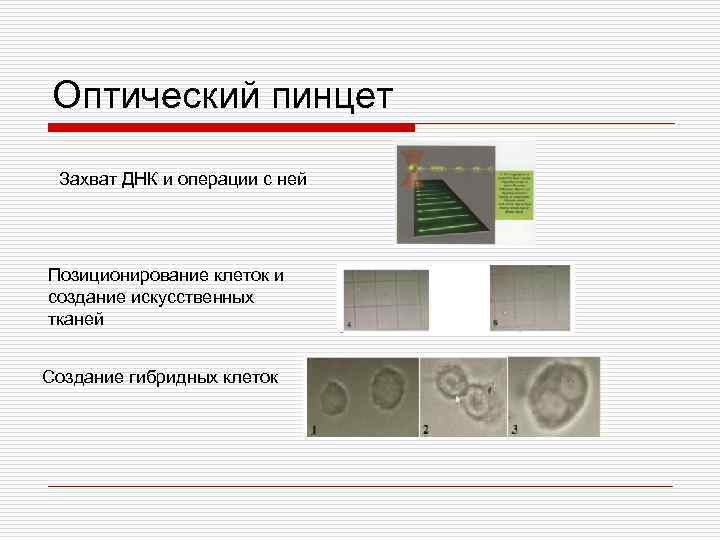 Оптический пинцет Захват ДНК и операции с ней Позиционирование клеток и создание искусственных тканей