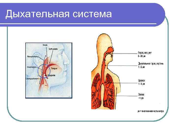 Дыхательная система 